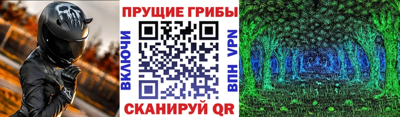 Псилоцибиновые грибы Psilocybe  Улан-Удэ 